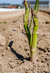 Poster - Green asparagus plant in garden bed. Agricultural field with green young asparagus sprouts on sandy soil, close up. Gardening  background, close up