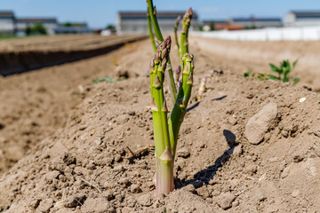 Poster - Green asparagus plant in garden bed. Agricultural field with green young asparagus sprouts on sandy soil, close up. Gardening  background, close up