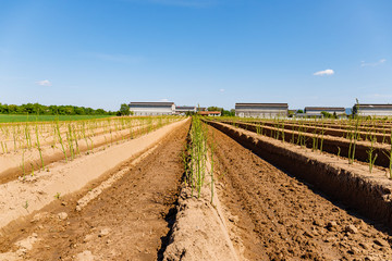 Wall Mural - Green asparagus plant in garden bed. Agricultural field with green young asparagus sprouts on sandy soil, close up. Gardening  background, close up