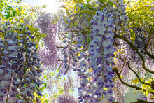 Flowering Wisteria Tree On Blue Sky Background. Chinese Wisteria ( Fabaceae Wisteria Sinensis ) Plant In Sunny Light