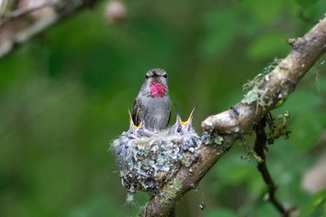 Annas hummingbird nest