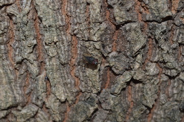 Wall Mural - Flies perched on brown bark