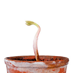 Wall Mural - Young chestnut tree sprout in a pot with green fresh leaves isolated on a white background.