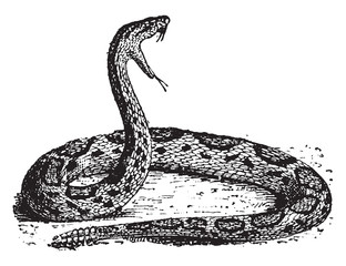 Wall Mural - Rattlesnake, vintage illustration.