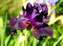 Dark Purple Bearded Iris Flower At Full Bloom