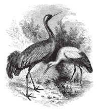 Crane And Stork, Vintage Illustration.