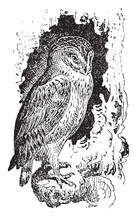 Barn Owl, Vintage Illustration.