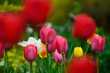 mnoho barevných květů tulipánu na zahradě se barevným pozadím, krásné tulipány