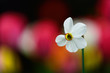 narcissus in the garden, blurred tulips background, blurred red background, beautiful white narcissus flower