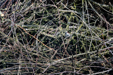 Poster - Passer domesticus - sparrow sitting on a tree branch.