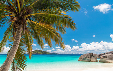 Touched tropical beach in similan island,Coconut tree or palm tree on the Beach.