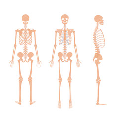 Sticker - Human man skeleton anatomy