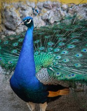 Amazing Closeup Shot Of A Male Peacock Displaying Its Plumage