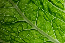 Fresh Raw Cabbage Leaf Texture Macro Background