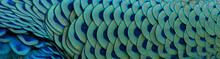 Close-up Of Peacock Feathers For Making A Beautiful Background.
