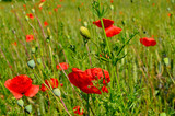 Fototapeta Krajobraz - Red Poppy Field in Golden Wheat Field during Summer at Countryside in Transylvania.