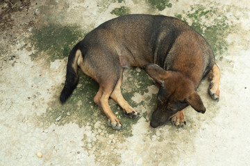 Dark brown dog is sleeping on concrete floor with moss green stain, Pets with short legs