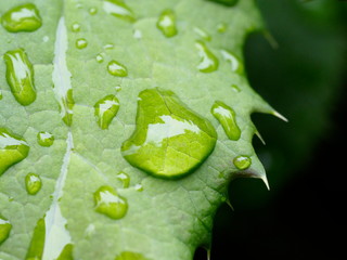 dew drops on the leaves of barberry