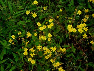 Golden Ragwort Packera aurea beautiful small yellow flowers