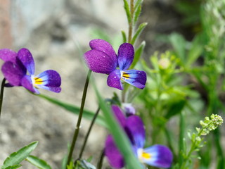 Wall Mural - purple-yellow garden flower