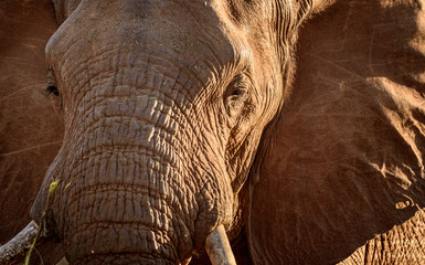 Wall Mural - close up of an elephant in south Africa, Kruger National Park 