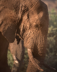 Wall Mural - elephant in the wild 