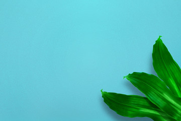 Canvas Print - Tropical leaves