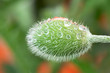 Close up of large poppy flower bud Papaver orientale