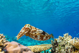 Fototapeta Do akwarium - Cuttlefish on a colorful coral reef and the water surface in background
