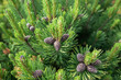 Green pine tree and pine cones