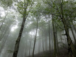 Piękny, tajemniczy i mglisty poranek  w górskim lesie w regionie Navarra w Hiszpanii.