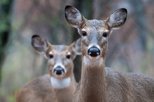 Pair Of White-tailed Deer