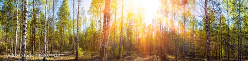 Fotografía Wide panoramic beautiful sunny spring summer birch tree forest landscape