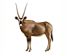 Oryx Gazella, Realistic Drawing