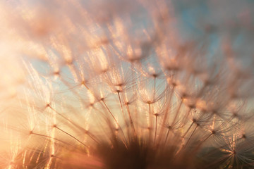  Dandelion against the sky during sunset. Copispace. Detailed macro photo...
