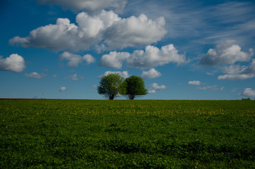 green field and blue sky