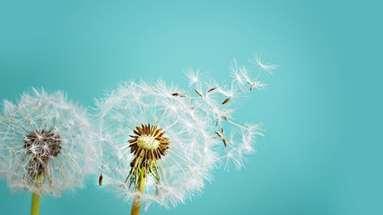 macro dandelion at blue background. freedom to wish. seed macro closeup. goodbye summer. hope and dr