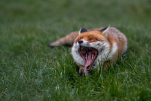 Cute Fox Yawning