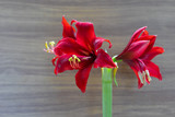 Red Amaryllis flower blooms in the garden with morning light, Red amaryllis flower blooming, Amaryllis, Hippeastrums flowers