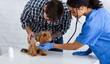 Veterinary medicine. African American vet doctor doing checkup of cute doggy in animal clinic