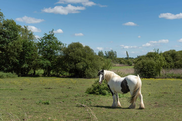 white horse in the field