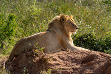 Backlit Male Lion Lying On Termite Mound