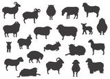 Fototapeta Pokój dzieciecy - Sheep breeds black silhouettes collection. Farm animals set. Flat design