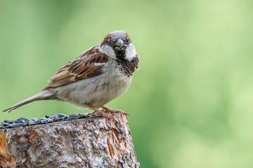 Bird sparrow in freedom in the middle of nature