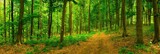 Fototapeta Las - Trail in the colorful green spring forest in Hungary