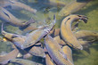 School of large Rainbow Trout congregating in an industrial pool of a fish hatchery near Asheville, North Carolina. These fish and their offspring are released into the local streams and rivers.