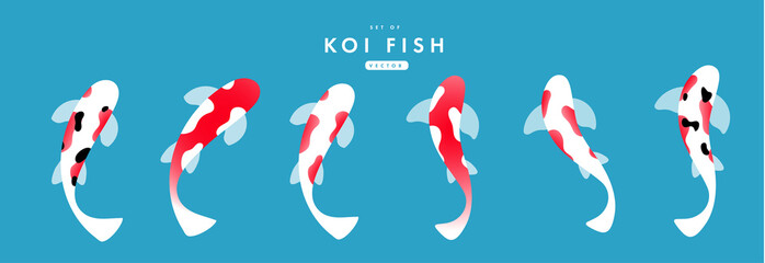 Set of koi carps. vector flat illustration.