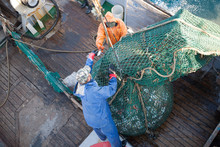 Fishermen Lifted A Trawl With Fish Aboard