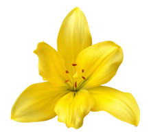 Yellow Avalanche Lily Coloring Page Clip Art at  - vector
