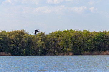 Wall Mural - Grey heron (Ardea cinerea) flying over a river